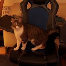 Ruya Kedi