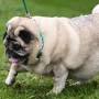 Pug weight from www.bbc.com