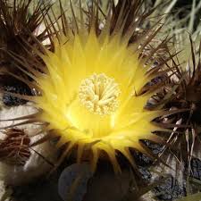 They bear no spines and only a few scales. Life Cycle Of A Golden Barrel Cactus Dummer Garden Manage Gfinger Is The Best Garden Manage App