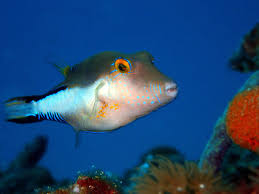 Image result for Kedrostis crassirostrata