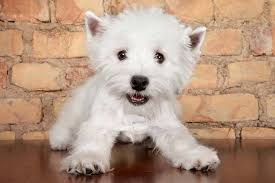 West Highland White Terrier Dog Breed Information