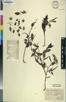 Image result for Sclerocroton