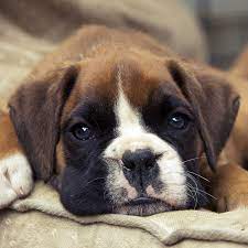 If you're considering adopting a boxer puppy, make sure you understand this breed's special health considerations. 1 Boxer Puppies For Sale In Boston Ma Uptown Puppies