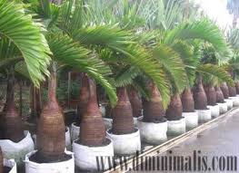 Jarak tanam ini dianggap cukup efisian untuk pertumbuhan tanaman. 5 Cara Merawat Pohon Palem Supaya Tetap Indah Dan Sehat