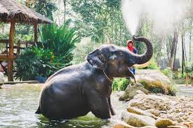 La vérité sur les balades à dos d'éléphant en thaïlande : La Balade A Dos D Elephant Avis De Voyageurs Sur Phang Nga Elephant Park Phang Nga Tripadvisor