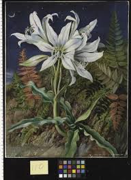 Image result for Crinum rautanenianum