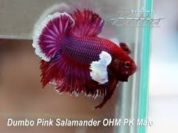 Betta Dumbo Pink Salamander Ohm Pk Male Youtube Cuidados Peixe Betta Belo Peixe Peixe De Estimacao