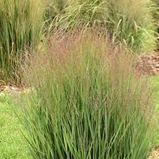 Image result for Panicum hochstetteri