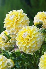 Awesome Flowers Dreamy Nature Beautiful Flowers Flower Garden Flowers