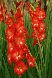 Image result for Gladiolus virgineus