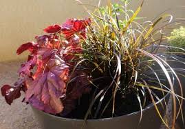Check spelling or type a new query. How To Plant Pots For All Year Round Interest Gardening Ideas From The Weatherstaff Plantingplanner Blog