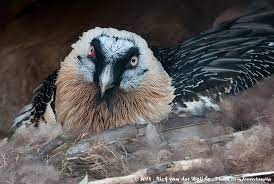 11 free photos of lammergier. Bearded Vulture Lammergier Photo Gallery By Rick Jose Van Der Weijde At Pbase Com
