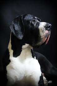 Find the perfect puppy for sale in south jersey, new jersey at next day pets. Beefcakedanes European Great Danes