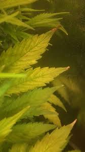 When a pest problem arises, implementing a natural or organic pest control treatment is the best way a cannabis grower can protect their health. Sour Diesel Blue Tooth White Widow Automatics Overgrow Com