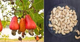 The shell of the cashew nut contains oil compounds that can cause contact dermatitis similar to poison ivy, primarily resulting from the phenolic lipids, anacardic acid, and cardanol. Are Cashews Poisonous Balcony Garden Web
