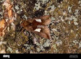 Image result for Autographa bractea