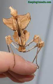 However, the smaller males only reach a length of about 4 in (10 cm). Devils Flower Mantis Idolomantis Diabolica Keeping Insects