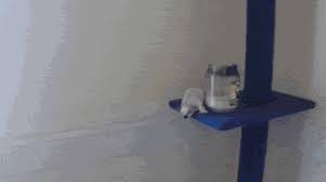 Provided to youtube by xelon entertainmentsugar how you get so fly · dj meethasugar how you get so fly℗ 2016 meetha musicreleased on: Sugar Gliders Flying In Slow Motion Senor Gif Pronounced Gif Or Jif