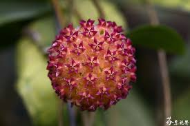 Hoya Mindorensis Pink Hoya Varieties Hoya Mindorensis Hoya Plant