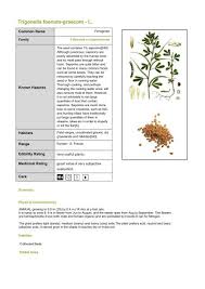 Image result for Trigonella foenum-graecum