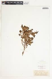 Image result for Aptosimum elongatum