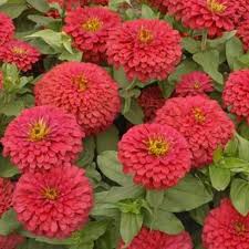 Resultado de imagen para flores bonitas