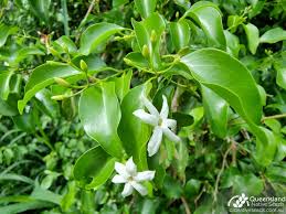 Image result for Jasminum schimperi