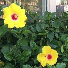 View the lougheed flowers promo code page and open a link to copy the lougheed flowers coupon codes to your clipboard. Ninth Street Flowers Home Facebook