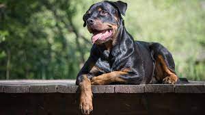 Looking for rottweiler breed information or grooming tips? Rottweiler Erziehung Das Sollten Sie Bei Der Sozialisierung Beachten Petplan