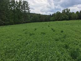 Check spelling or type a new query. Smooth Brome Seeding Rate Hay Forage Forum
