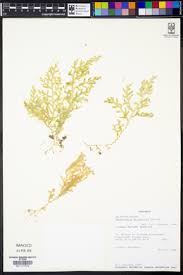 Image result for Selaginella goudotiana