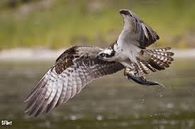 We did not find results for: Raptor Rapture Online Hog Island Audubon Camp