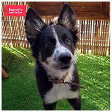 Découvrez nos futurs salons de professionnels ouvert au public. 10 Questions Sur Le Border Collie Emprunte Mon Toutou