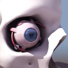 3d Human Skeleton Model Eye Download 3d Model Crazy 3ds Max Free Human Skeleton Model Skeleton Model Human Skeleton