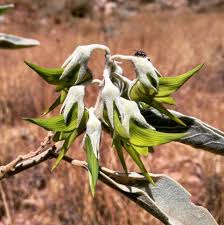 Image result for Crotalaria filicaulis