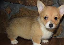 I am a beautiful female pembroke welsh corgi. Pembroke Welsh Corgi Puppies For Sale Home Facebook