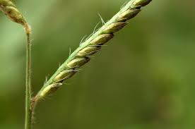Image result for Urochloa panicoides