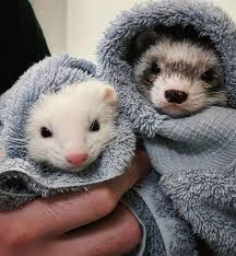 Check spelling or type a new query. Petco Celebrating National Ferret Day With A Bath We Didn T Sign Up For This Ig Little Malnagerie Facebook