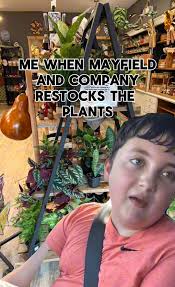 🪴 PLANT RESTOCK 🪴 , Snake plants, cissus, heart fern, Norfolk pines and  more!!