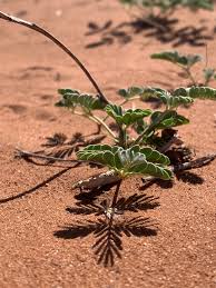 Image result for Fabaceae subfamily Caesalpinioideae