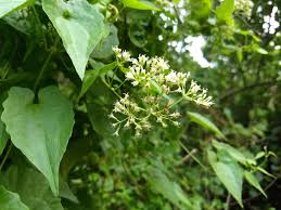 Image result for Grewia micrantha