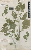 Image result for Hypoestes triflora