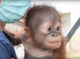 159 orang utan baby premium video footage. Kleines Orang Utan Baby Klettert Zum Ersten Mal