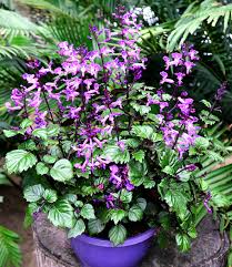 Die bestellten pflanzen waren super verpackt. Plectranthus Magic Mona Top Qualitat Baldur Garten