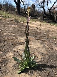 Image result for Turritis glabra