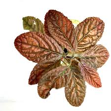 Image result for Hermannia parvula