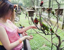 Located in the serene and scenic famous lake gardens, the kl bird park is also well known as 'world's. Kuala Lumpur Bird Park Get The Detail Of Kuala Lumpur Bird Park On Times Of India Travel