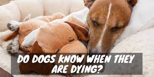 Barking At Heaven S Door Do Dogs Know When They Are Dying Dogs And Treats