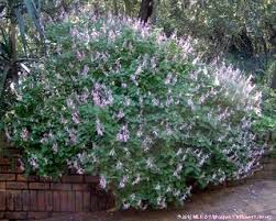 Image result for Ocimum labiatum
