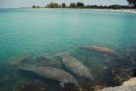Pin By K On Places I Have Been To Venice Beach Florida Venice Florida Nokomis Beach